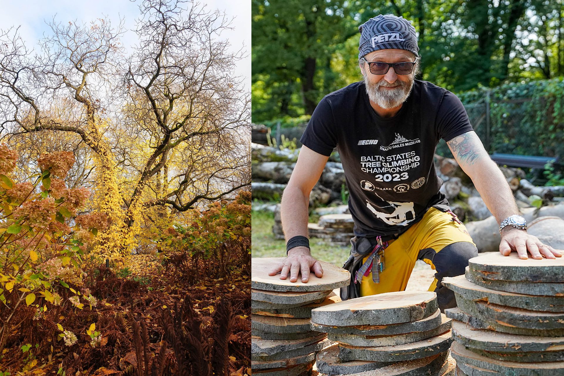 A Guided Tour of Trees