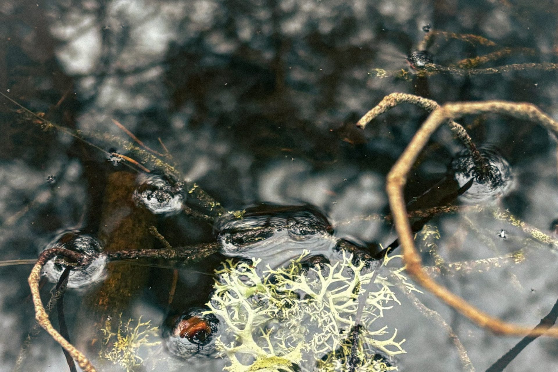 A Shared Organism credit Mathilde Løkke Velvin and Martine Aadne Gulliksen