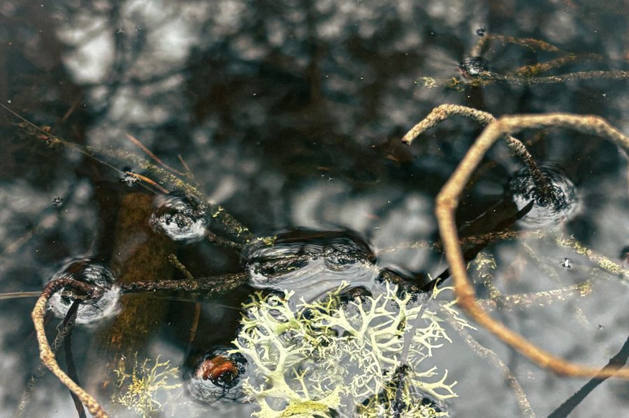 A Shared Organism credit Mathilde Løkke Velvin and Martine Aadne Gulliksen