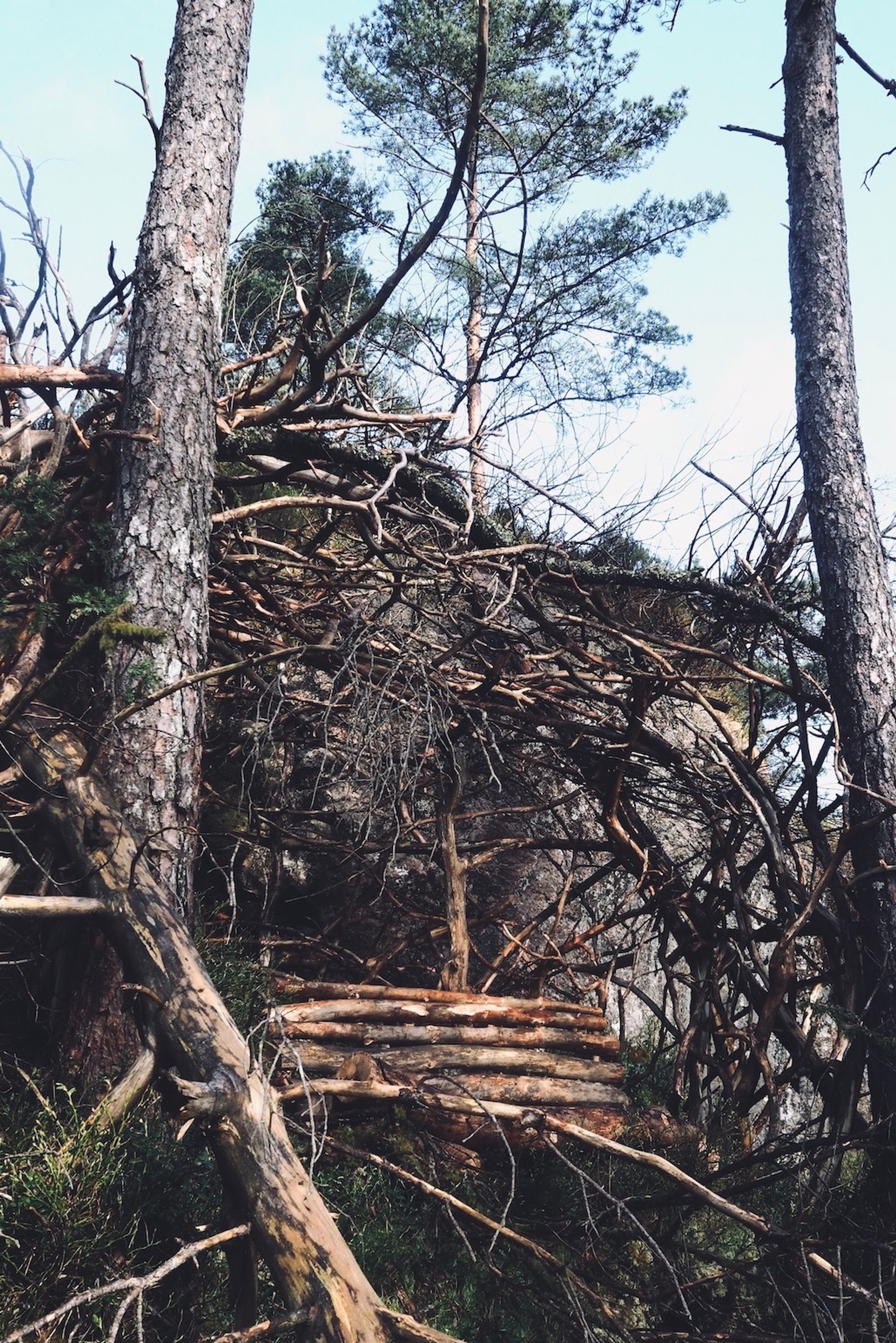 Jannik Abel Skogsvitner Sarah Bergen Foto Jannik Abel