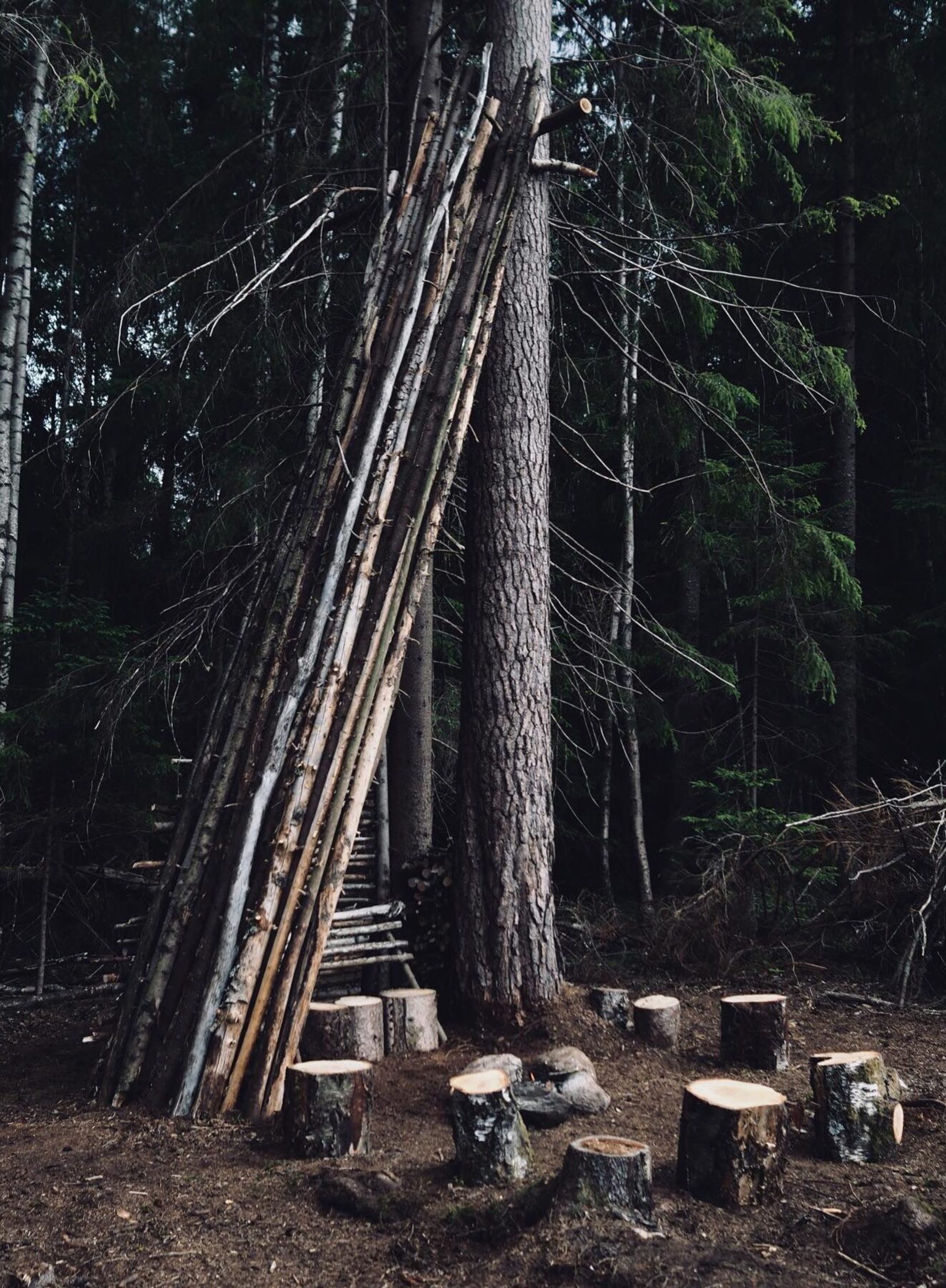 Jannik Abel Skogsvitner Ville Hvitsten Foto Jannik Abel